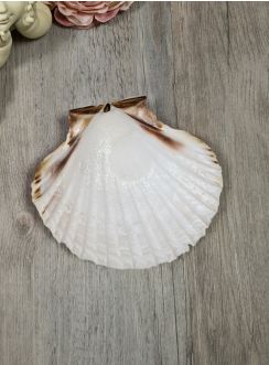 Coquille baptême célébration eau bénite